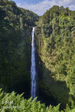 Akaka Falls 