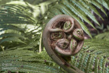 tree-fern heads unfolding.....Kilauea-iki trail 