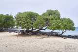  KekehaKai beach... Tournefortia argenta trees 
