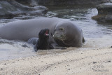  mother monk seal trying to encourage pup to go ashore 