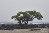  Tournefortia tree, very heavy rain...