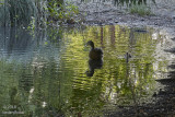 mother mallard and baby