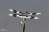 Jericho Park dragonfly