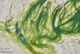 seagrass swirling #2