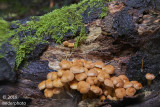 mushrooms and moss on fallen tree
