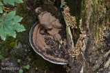 Bracket Fungus and mushrooms  #2