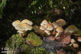 Stump-top colony   Day #N