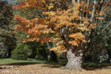 Vancouver Bigleaf Maple autumn colour