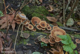cluster in a damp area close to trail