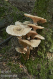 cluster on moss covered tree trunk