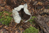 solitary ( deer mushroom  ? )