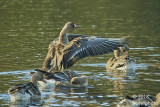 white-fronted geese..one actively bathing  #1