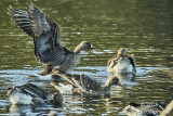 white-fronted geese..one actively bathing  #2