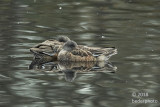 afternoon nap...female mallards