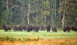 Białowieża bisons