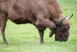 Białowieża Forest bison