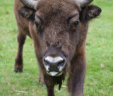 Białowieża Forest bison