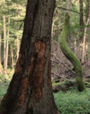 Białowieża Forest