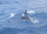 Dophins off Tenerife (c) Ann Varley