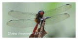 Dragonfly Red