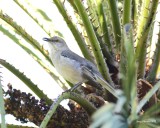 2-13-2017 Northern Mocking Bird - Palm Desert, California