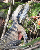 Water Dragon 