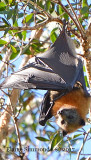 Grey Faced Flying Fox 