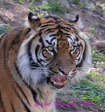 Tiger Licking Lips.