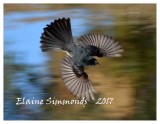 Willy Wagtail