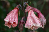 Flowers in the garden