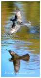 Willy Wagtail in Flight with Reflection