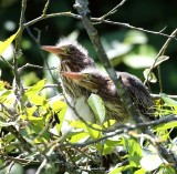 6-29-2017 Whats better than a green heron chick?