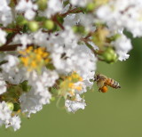 Summer Visitor