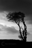 A tree at Horns Cross