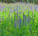 A Field of Lupines