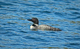 Common Loon