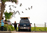 GULLS