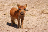 BABY FERAL PIG