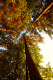 LOOKING UP IN HAWKINS