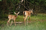 THIS EVENINGS DEER