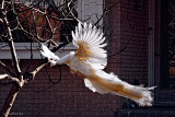 WHITE LANDING