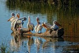 THE PELICANS ARE BACK