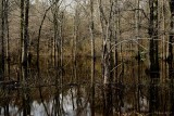 NATURES LINES