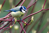 Fauna