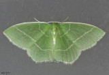 White-Fringed Emerald Moth Nemoria mimosaria #7048