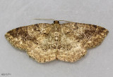 Pale Homochlodes Moth Homochlodes fritillaria #6812