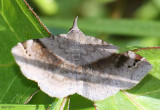 Six-spotted Gray Moth Spargaloma sexpunctata #8479