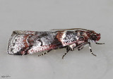 Destructive Pruneworm Moth Acrobasis tricolorella #5655