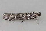 Evergreen Coneworm Moth Dioryctria abietivorella #5841