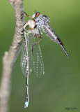 Robber Fly Neoitamus flavofemoratus